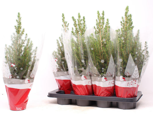 Picea glauca Conica 50cm 13cm Pot