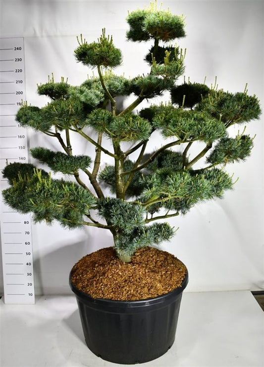 Pinus par. Glauca 260cm 92cm Pot