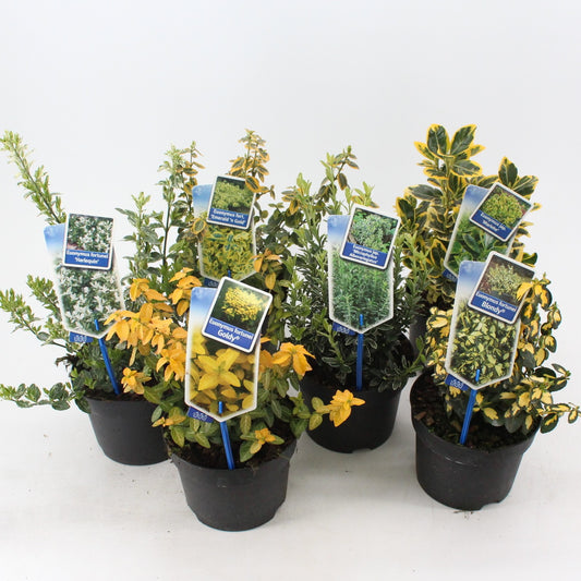 Euonymus japonicus mix 30cm 17cm Pot