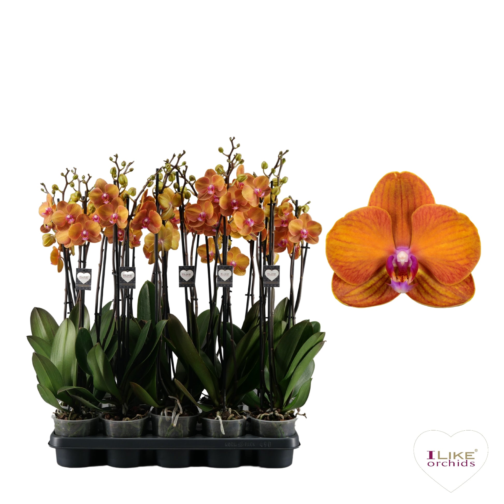Phalaenopsis Bolonga 75cm 12cm Pot