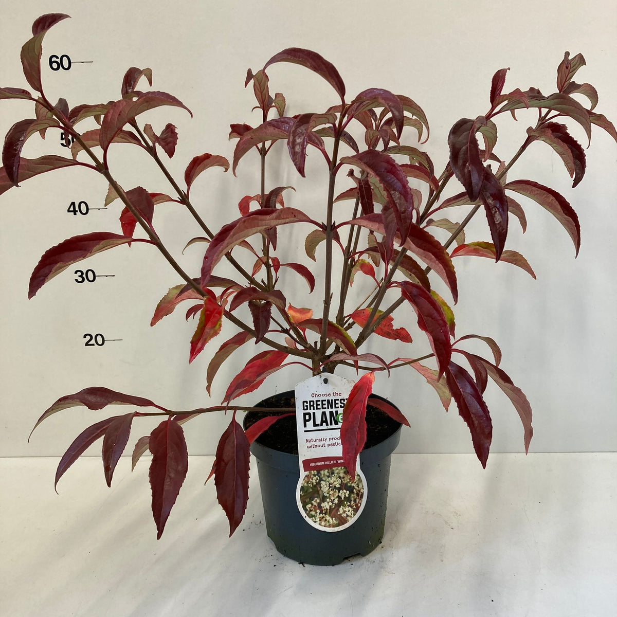 Viburnum hil. Winton 40cm 19cm Pot