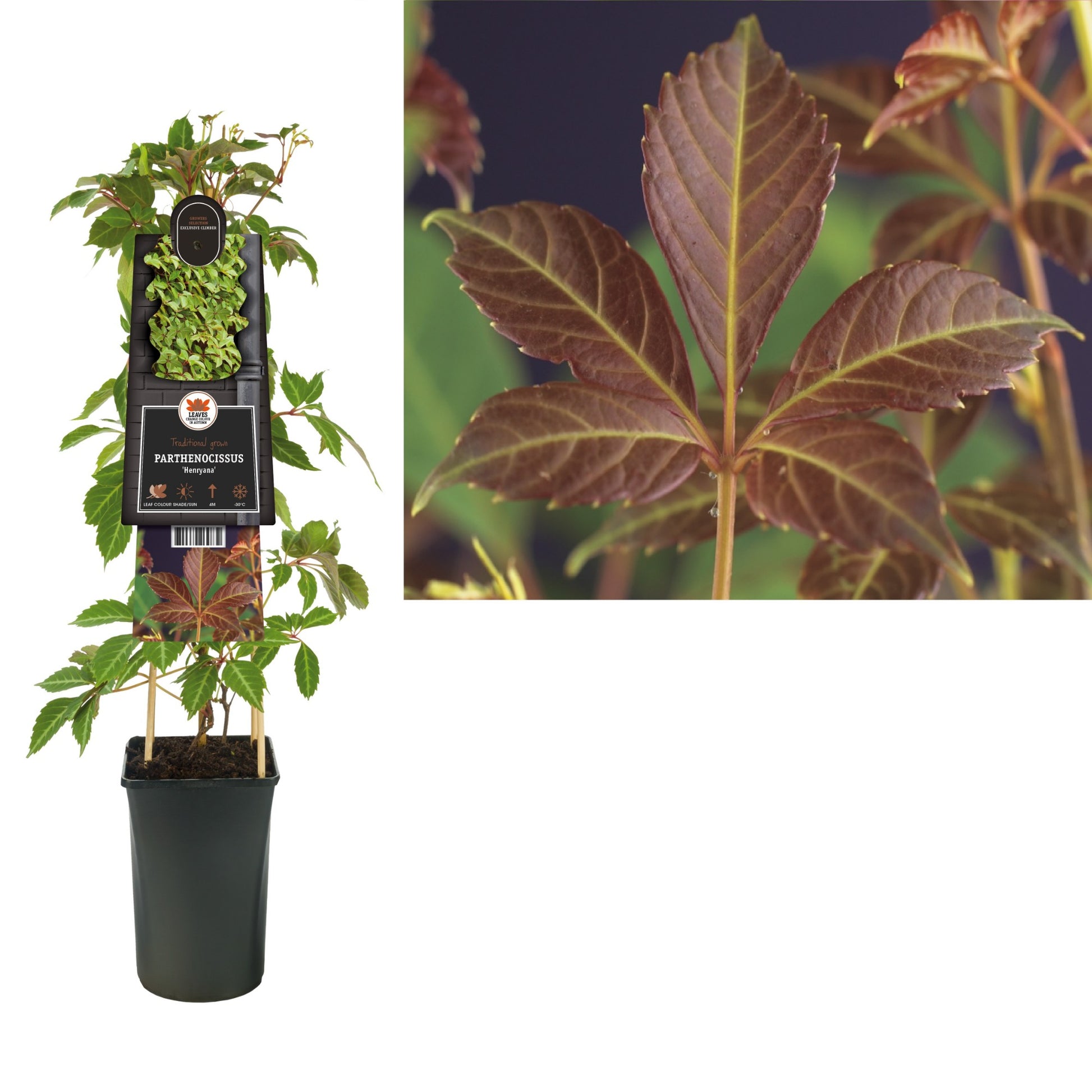 Parthenocissus henryana 75cm 17cm Pot