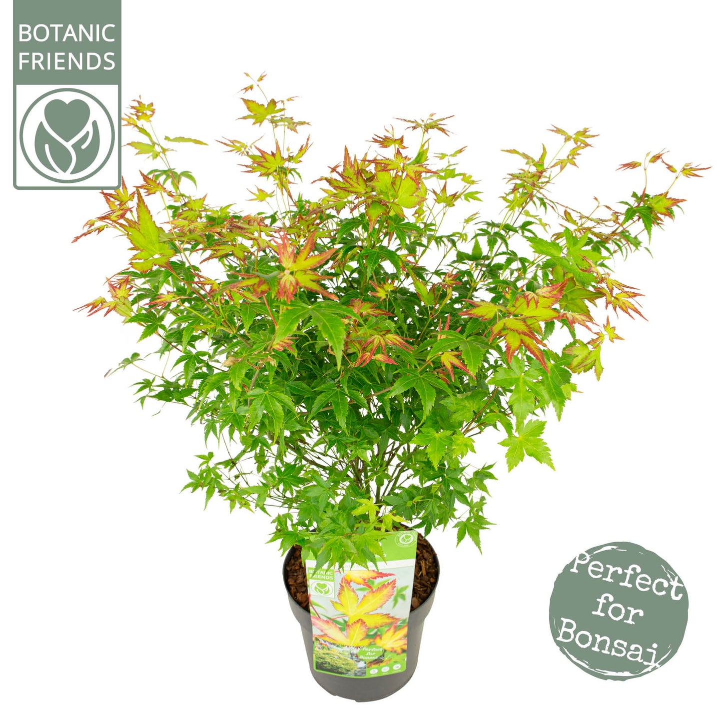 Acer Little Princess 55cm 19cm Pot