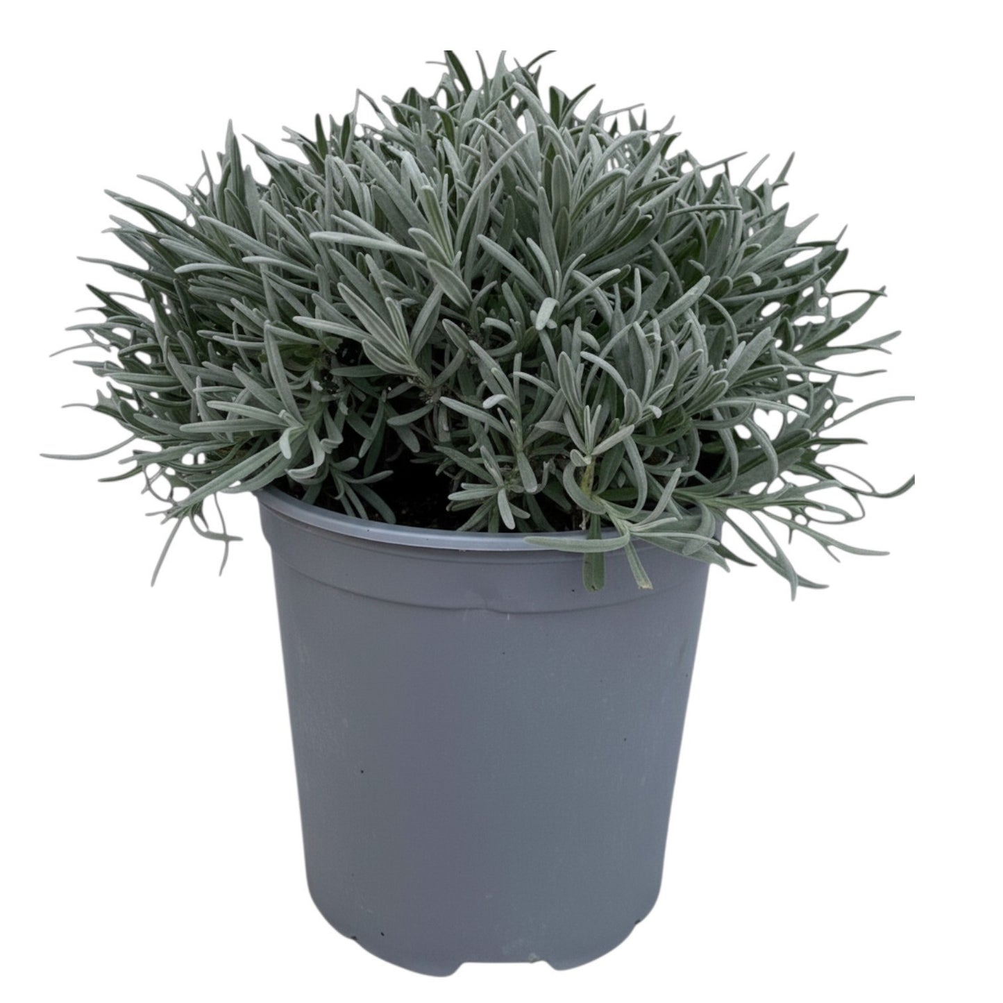Lavandula angustifolia 45cm 18cm Pot