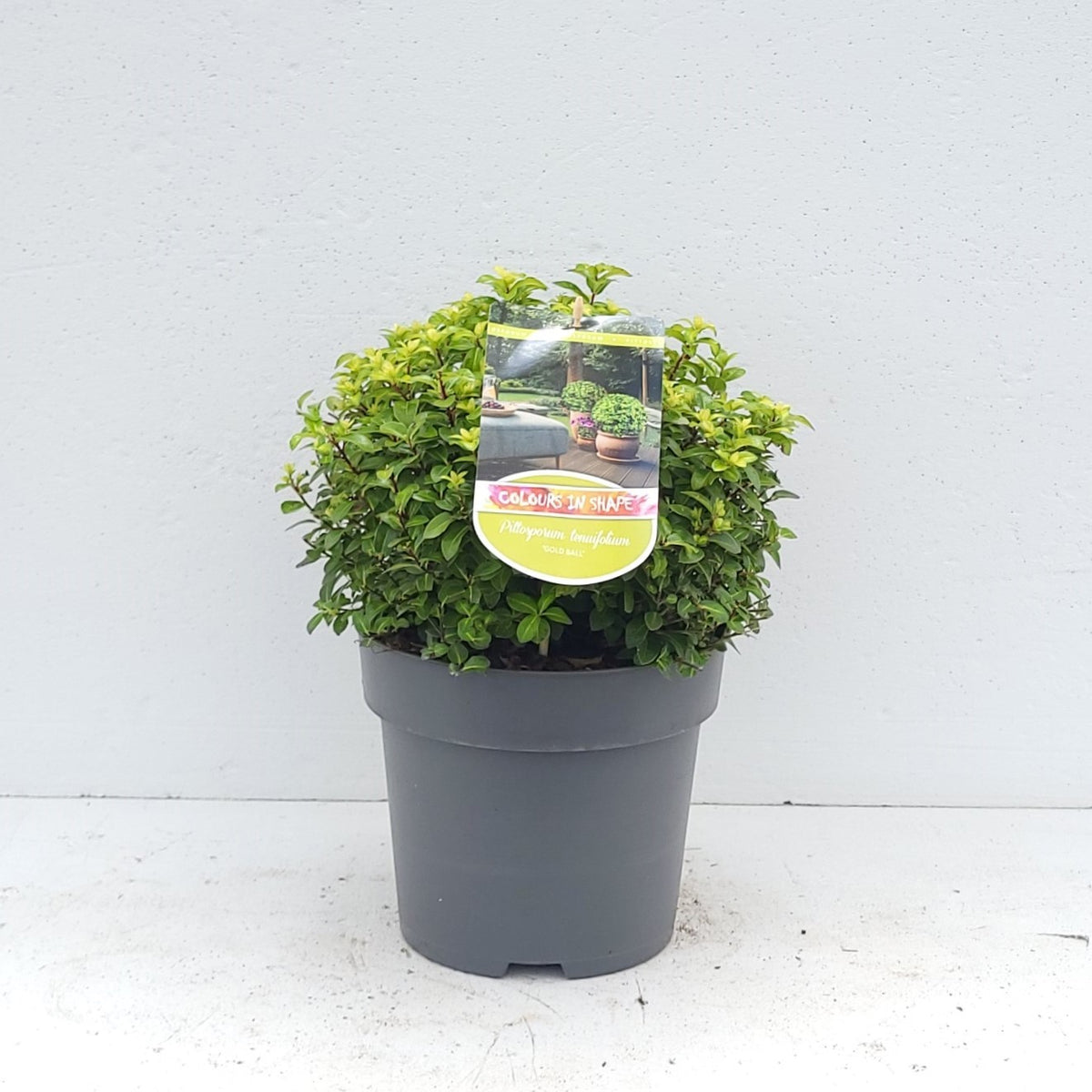 Pittosporum tenuifolium 40cm 23cm Pot