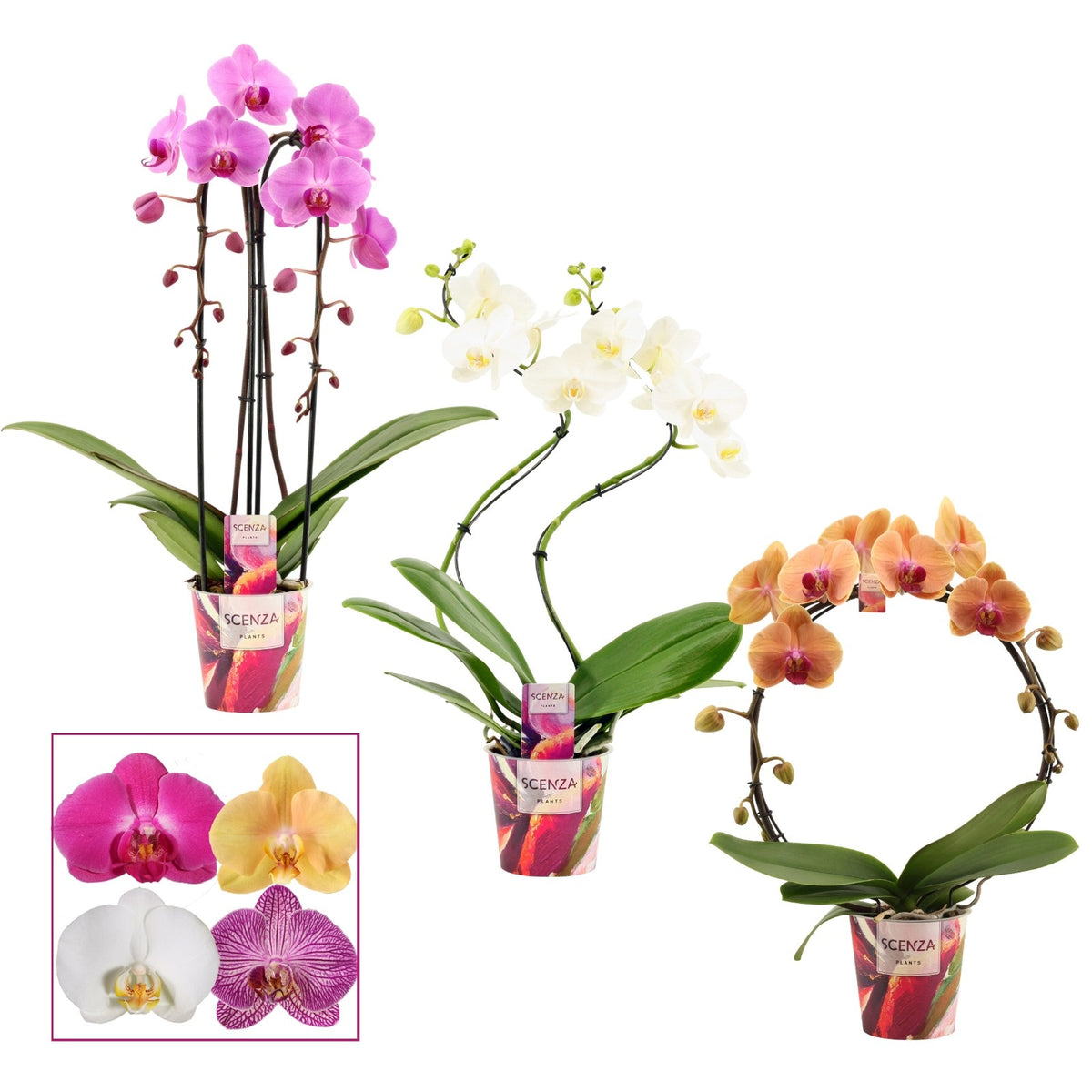 Phalaenopsis mix 45cm 12cm Pot
