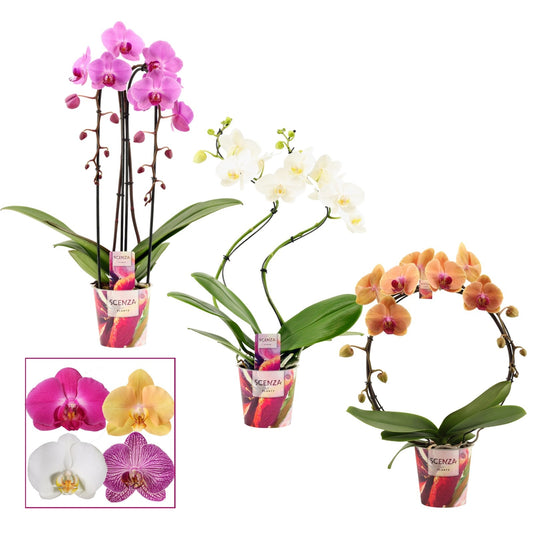 Phalaenopsis mix 45cm 12cm Pot