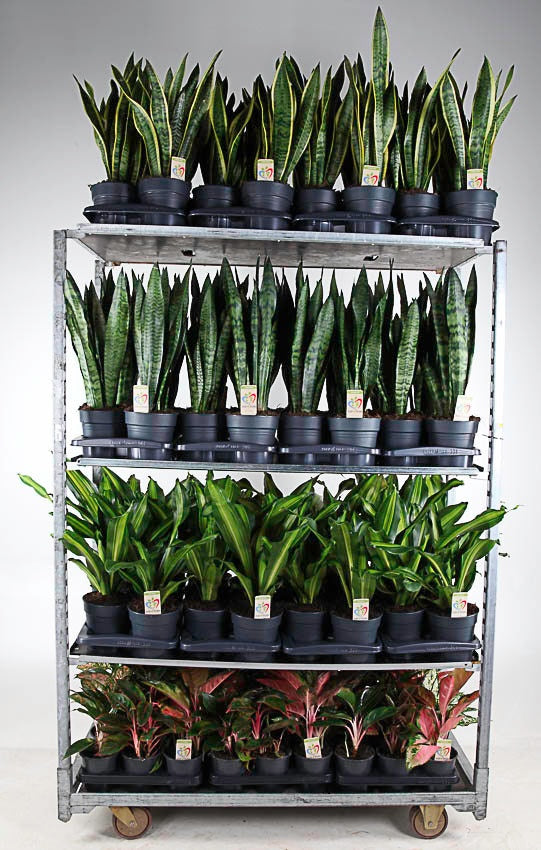 Foliage houseplants mix 50cm 13cm Pot