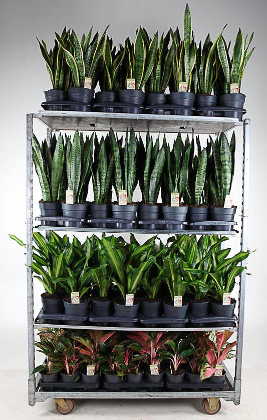 Foliage houseplants mix 50cm 13cm Pot