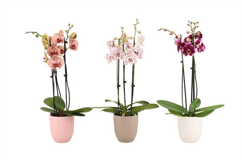 Phalaenopsis mix 55cm 12cm Pot