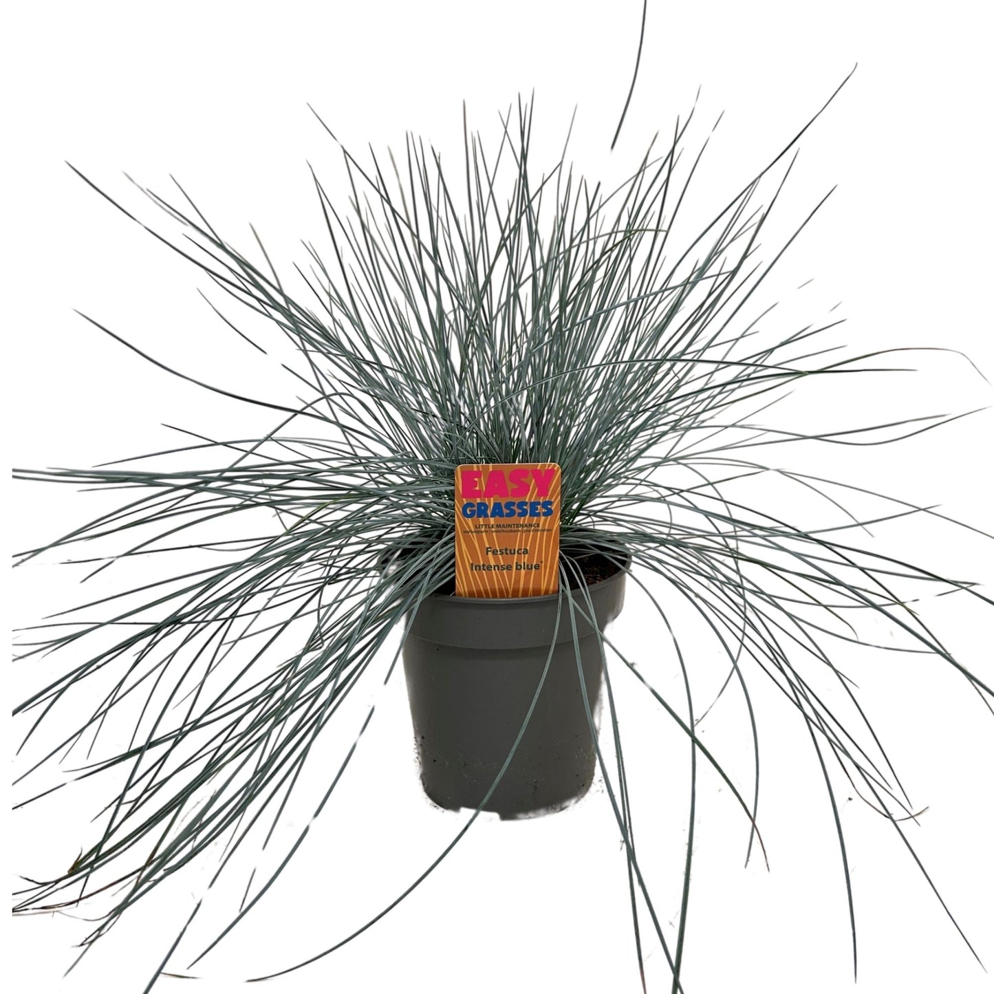 Allure Tuinplanten BV i.o. Festuca Intense Blue Pack of 8