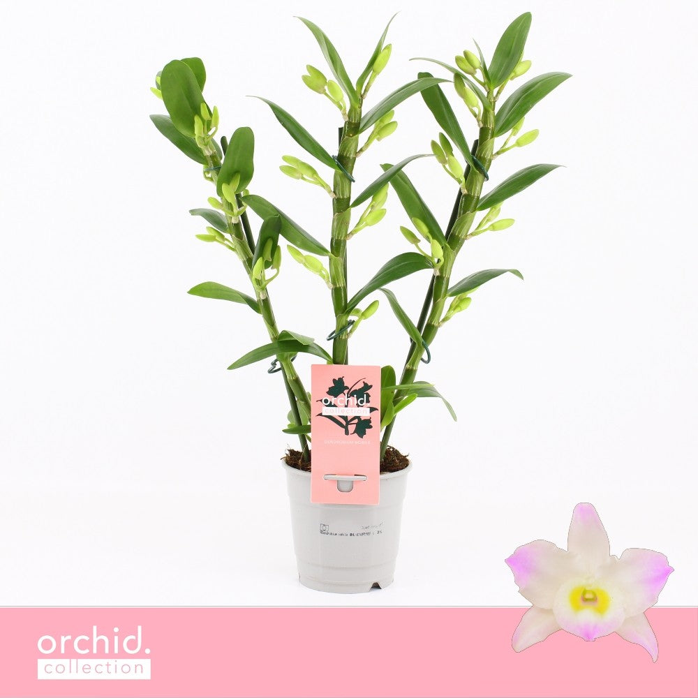 Dendrobium Kumiko 40cm 12cm Pot