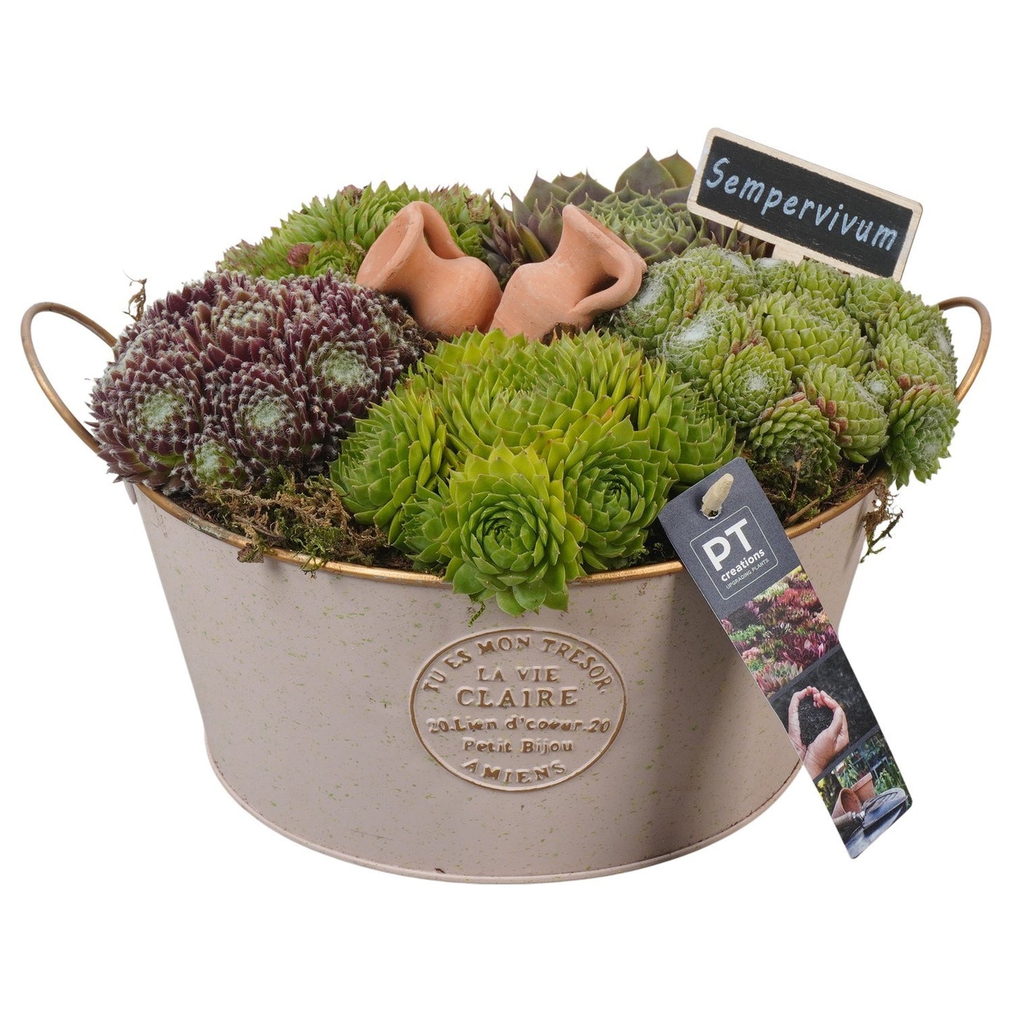 arr. Sempervivum 19cm 23cm Pot