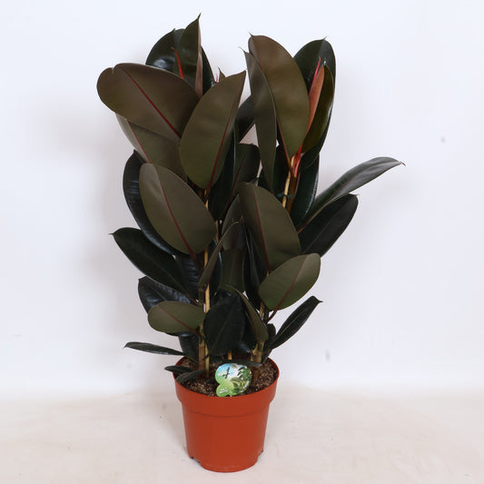 Peeters Potplanten BV Ficus Abidjan Pack of 1