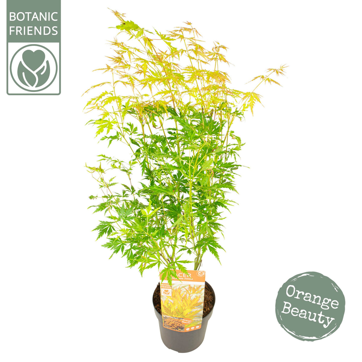 Acer Orange Lace 65cm 19cm Pot