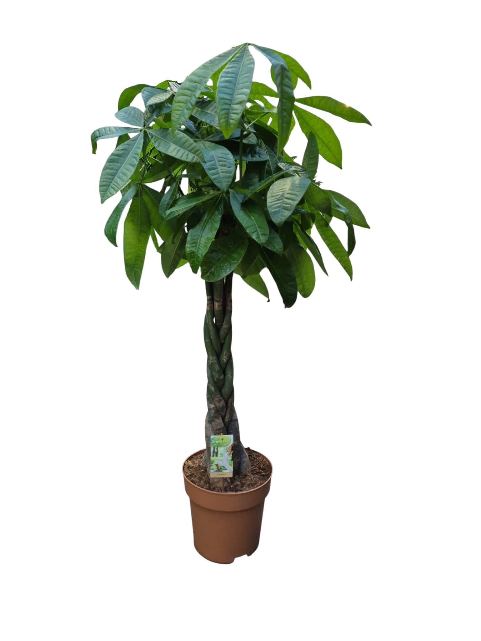 Pachira aquatica 140cm 27cm Pot