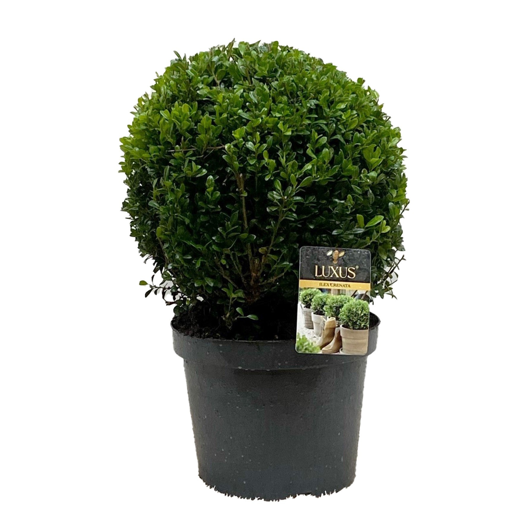 Ilex crenata Luxus Globe 50cm 24cm Pot