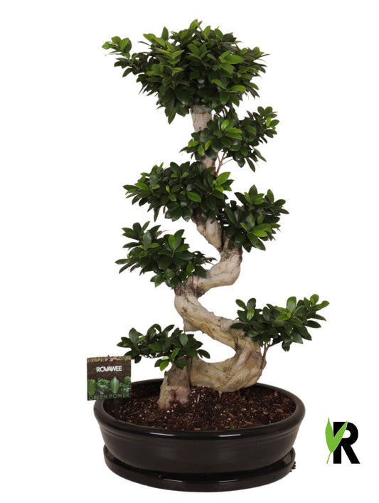 Ficus Ginseng 130cm 60cm Pot
