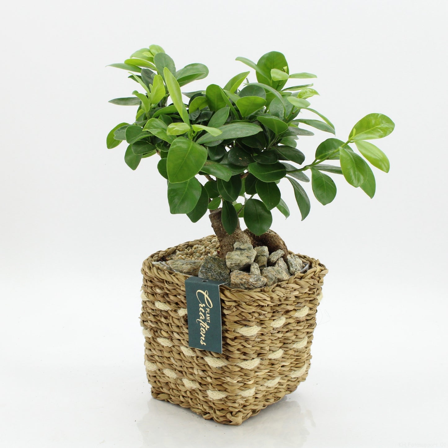 Indoor green arrangement 30cm 12cm Pot
