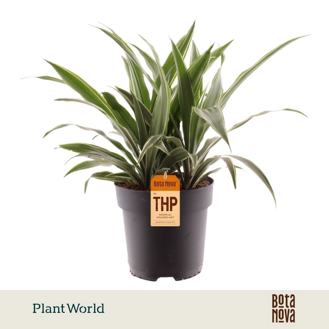 Plantworld Jogrow Dracaena fragrans Warneckei Pack of 3