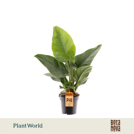 Philodendron Imperial Green 40cm 14cm Pot