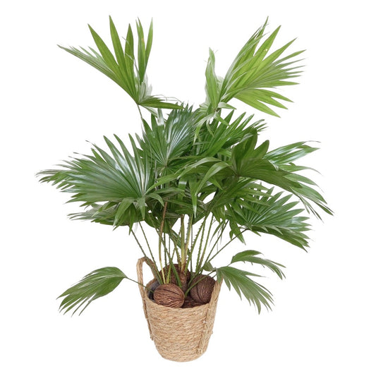 Livistona rotundifolia 65cm 19cm Pot