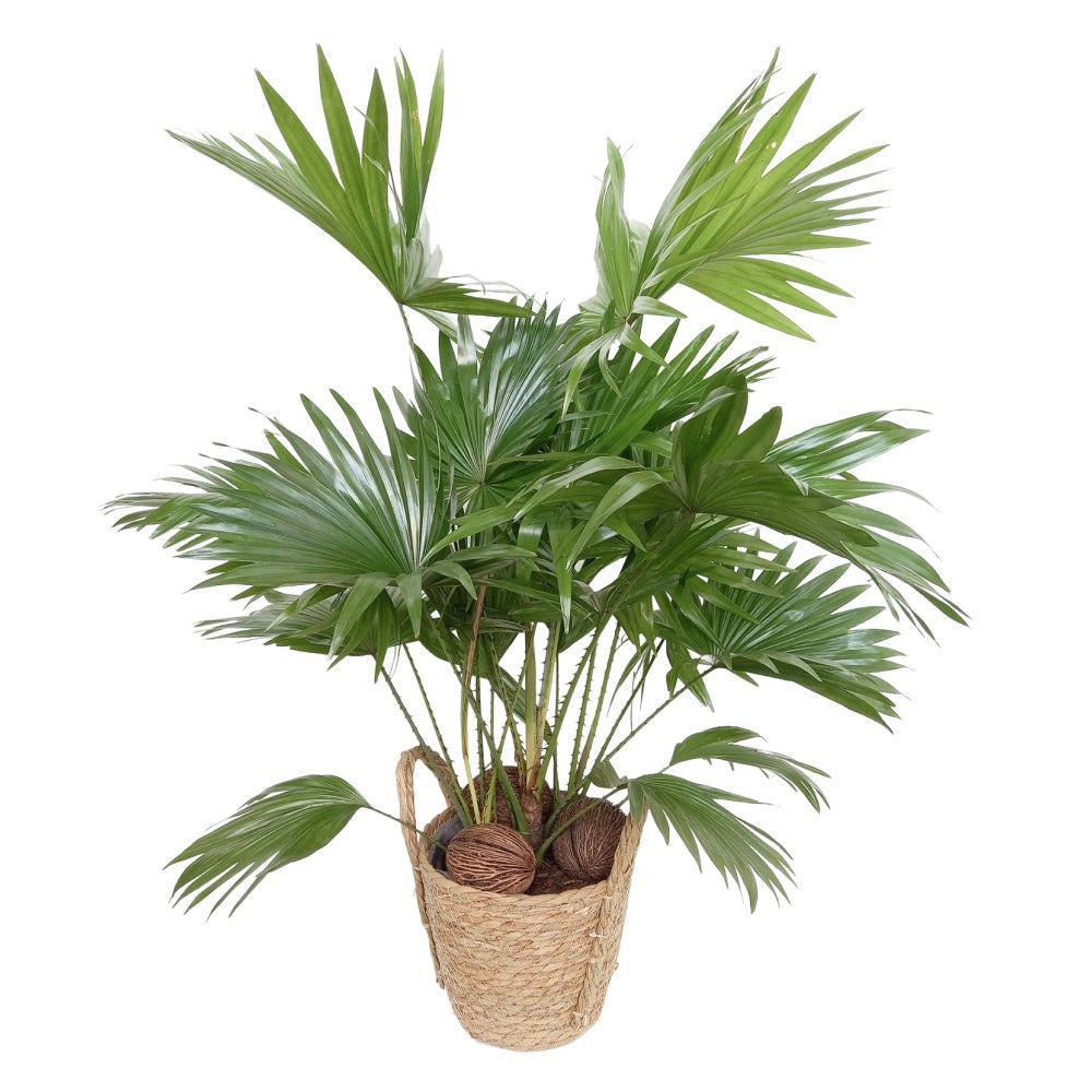 Livistona rotundifolia 65cm 19cm Pot