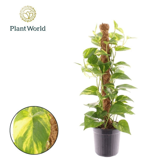 Epipremnum pinatum mosspole 60cm 16cm Pot