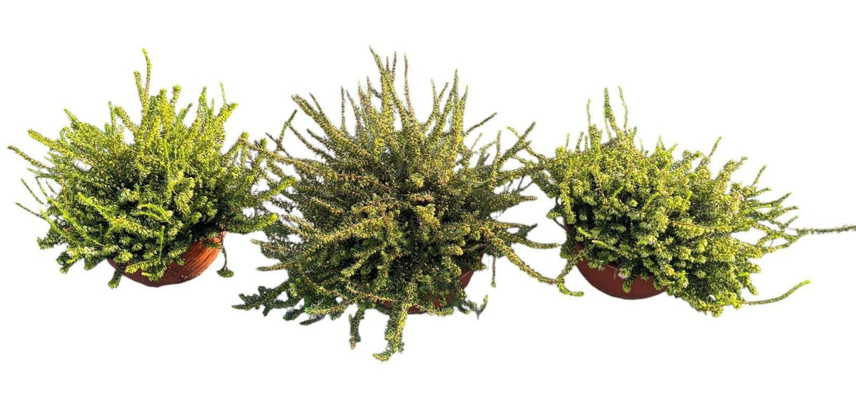 Erica Darleynsis 30cm 23cm Pot