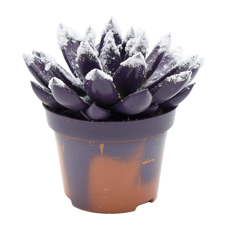 Echeveria Miranda 13cm 10.5cm Pot