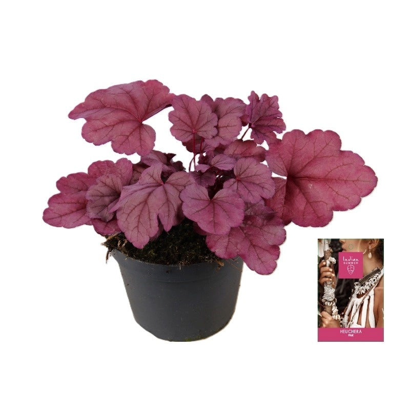 Heuchera Indian Summer pink 25cm 15cm Pot