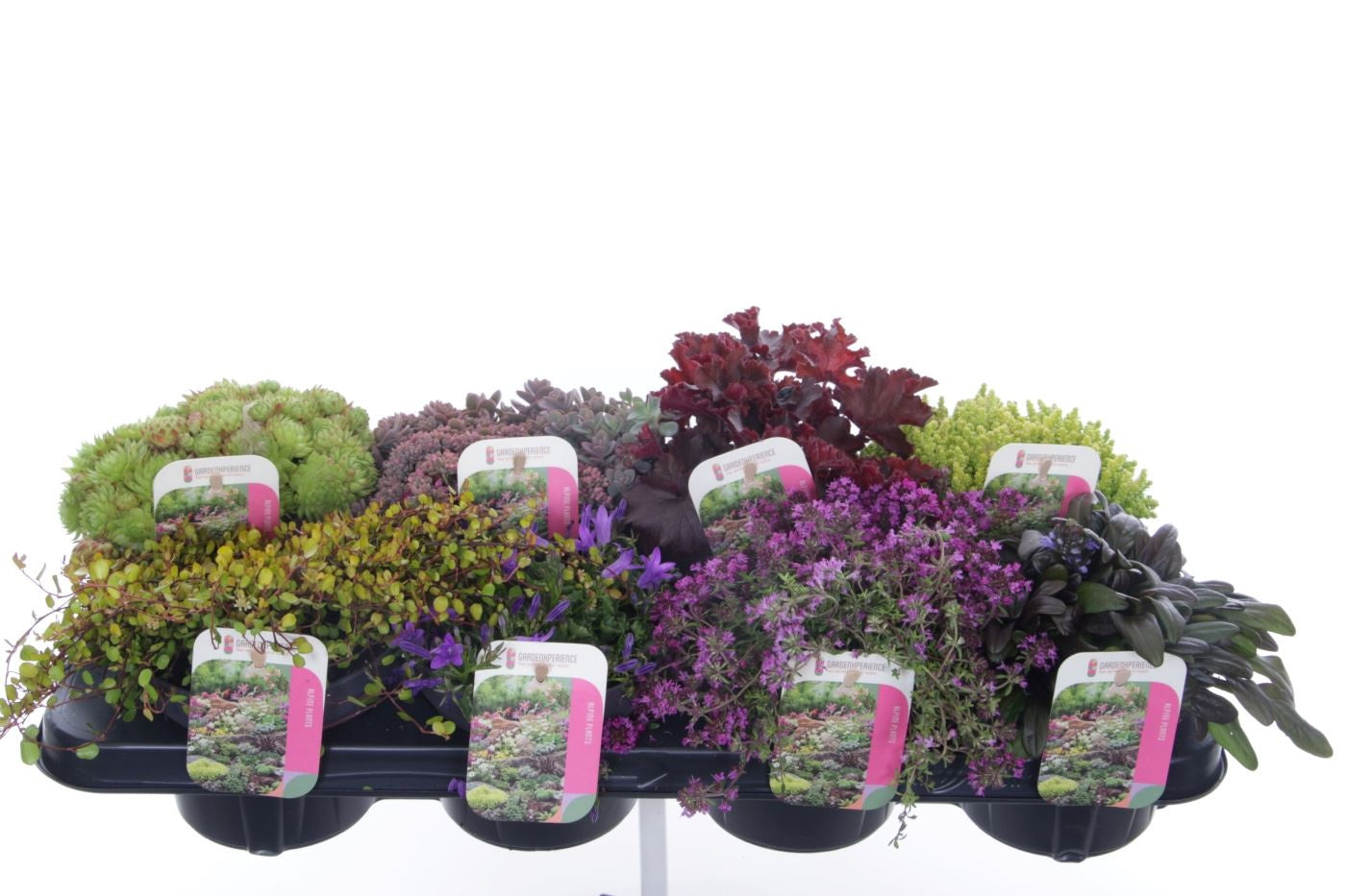 Rockery plants mix 15cm 13cm Pot