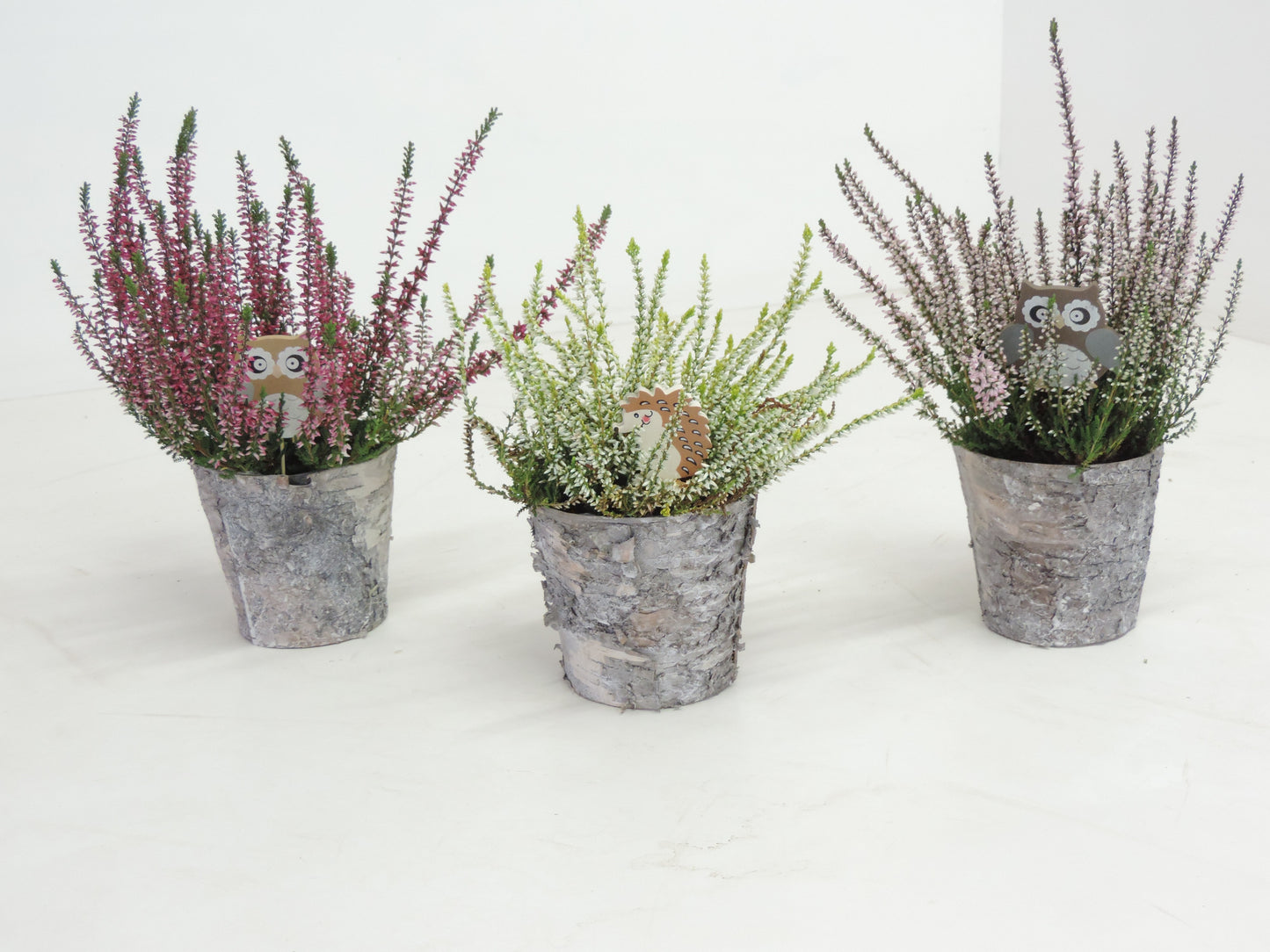 RS Potplants Calluna Garden Girls mix Pack of 10