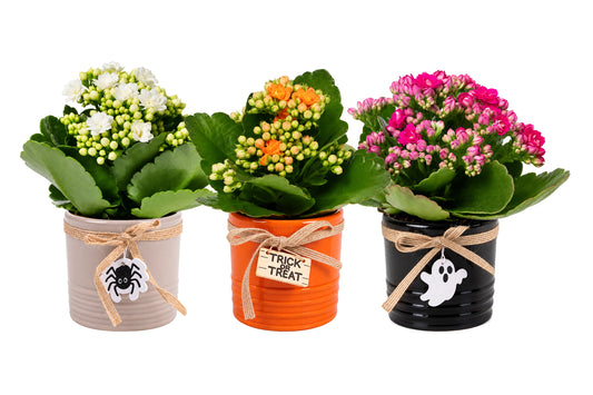 Kalanchoe Rosalina mix 15cm 7cm Pot