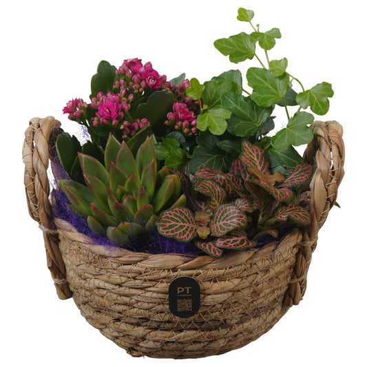 Indoor arrangement 20cm 15cm Pot