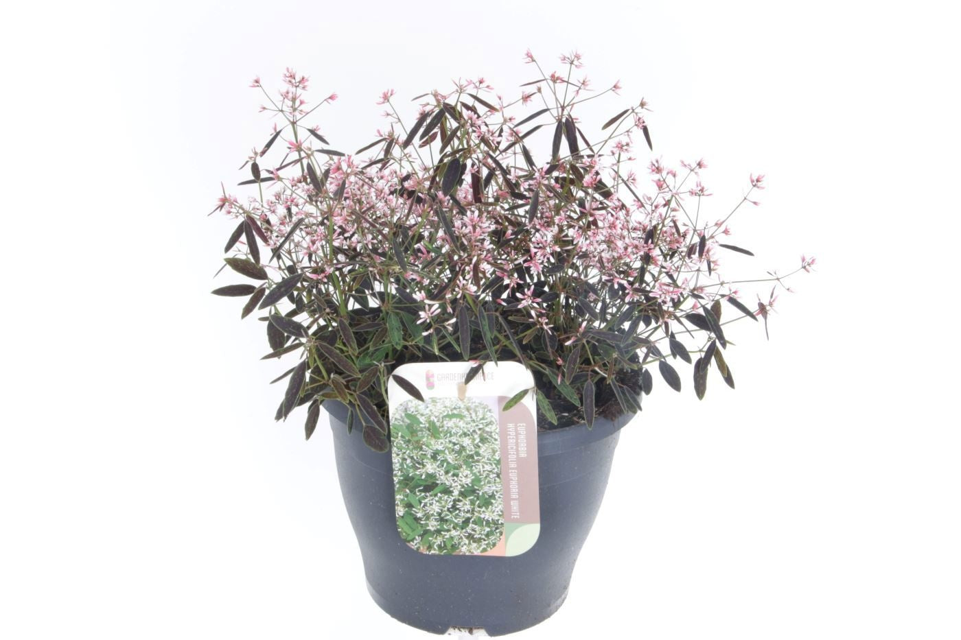 Euphorbia 40cm 23cm Pot