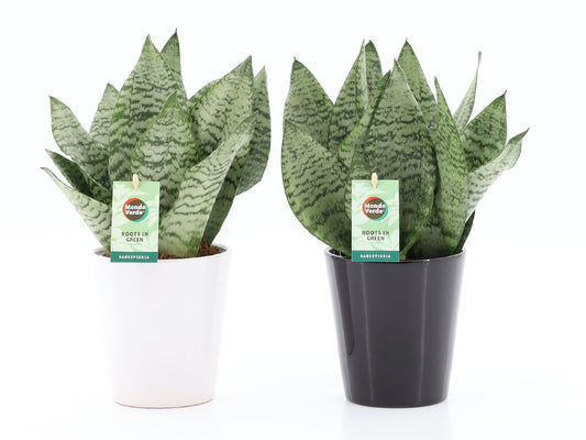 Sansevieria Black Coral 35cm 13cm Pot