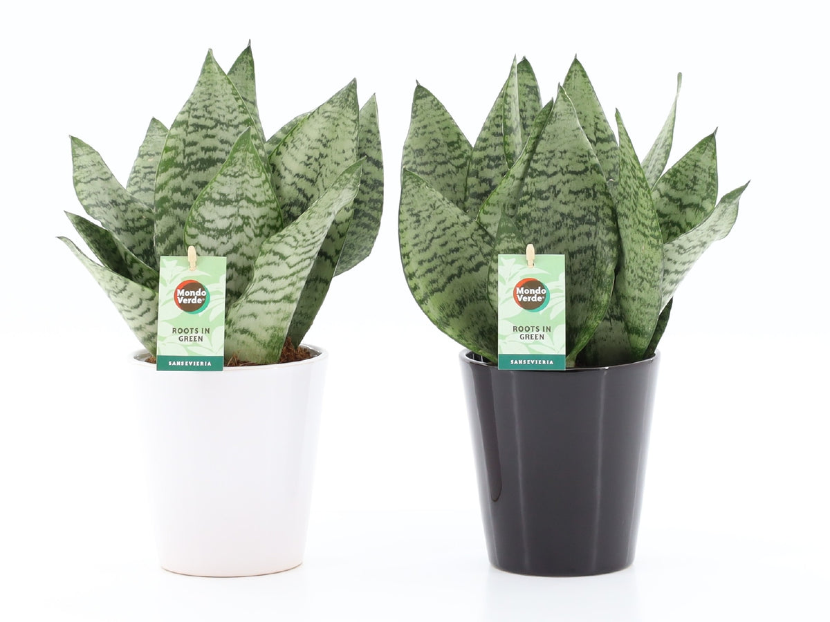 Sansevieria Black Coral 35cm 13cm Pot