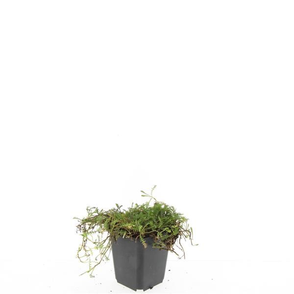 Leptinella squalida 5cm 9cm Pot