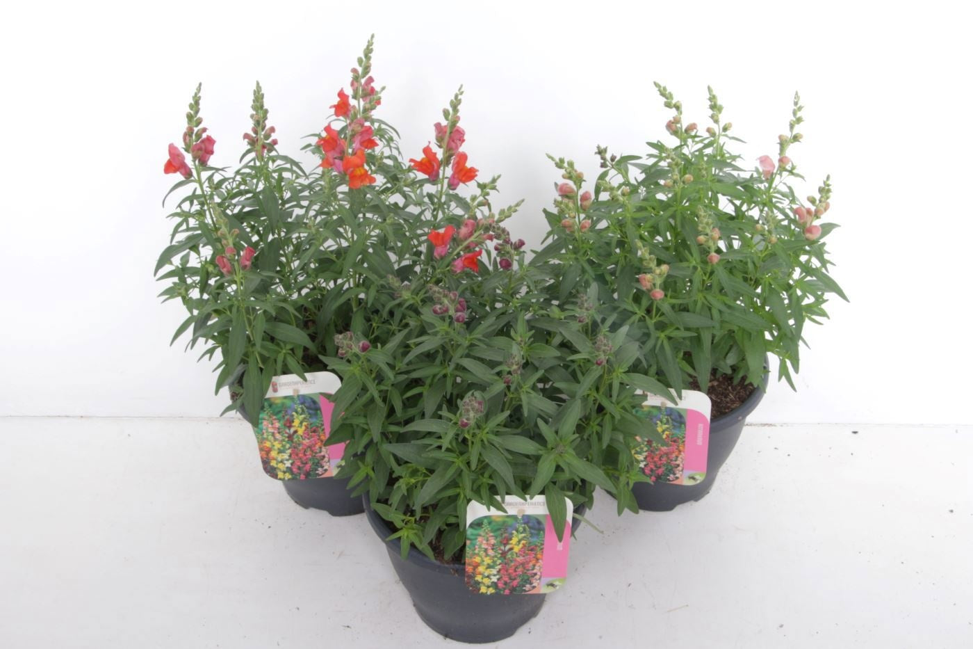 Antirrhinum mix 50cm 23cm Pot