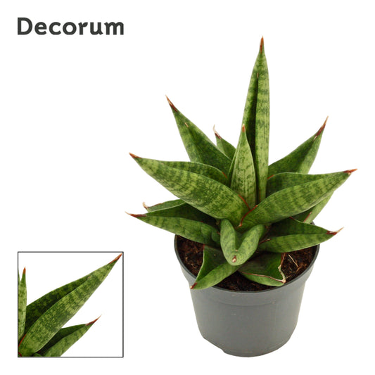 Sansevieria 11cm 6cm Pot