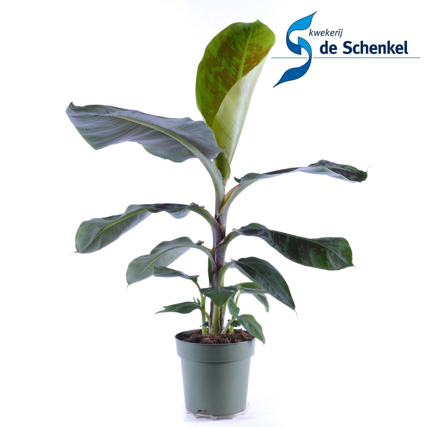 Schenkel BV, Kwekery de Musa Dwarf Cavendish Pack of 6