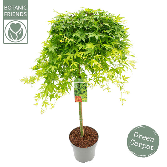 Acer Ryusen 100cm 30cm Pot