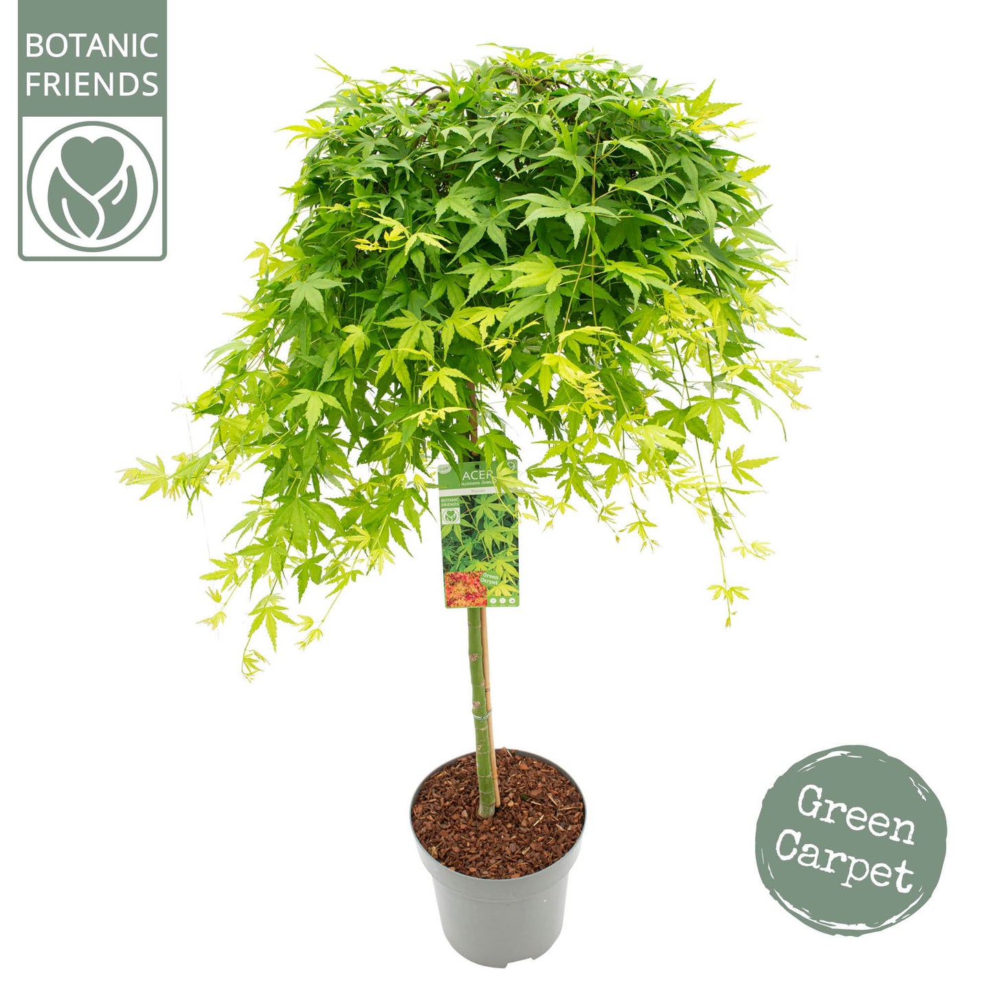 Acer Ryusen 100cm 30cm Pot
