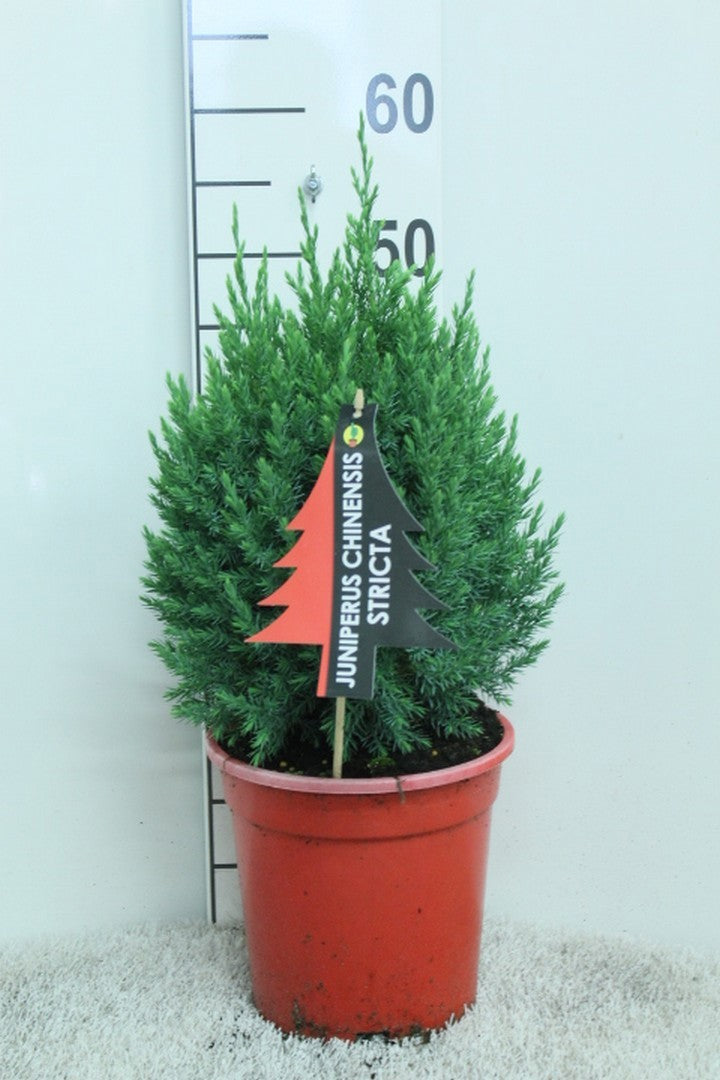 Juniperus Stricta 55cm 21cm Pot