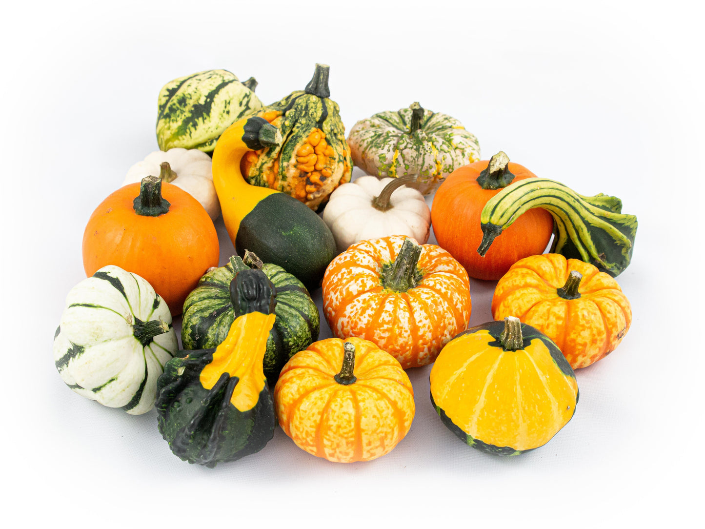 Cucurbita pepo mix 6cm 7cm Pot