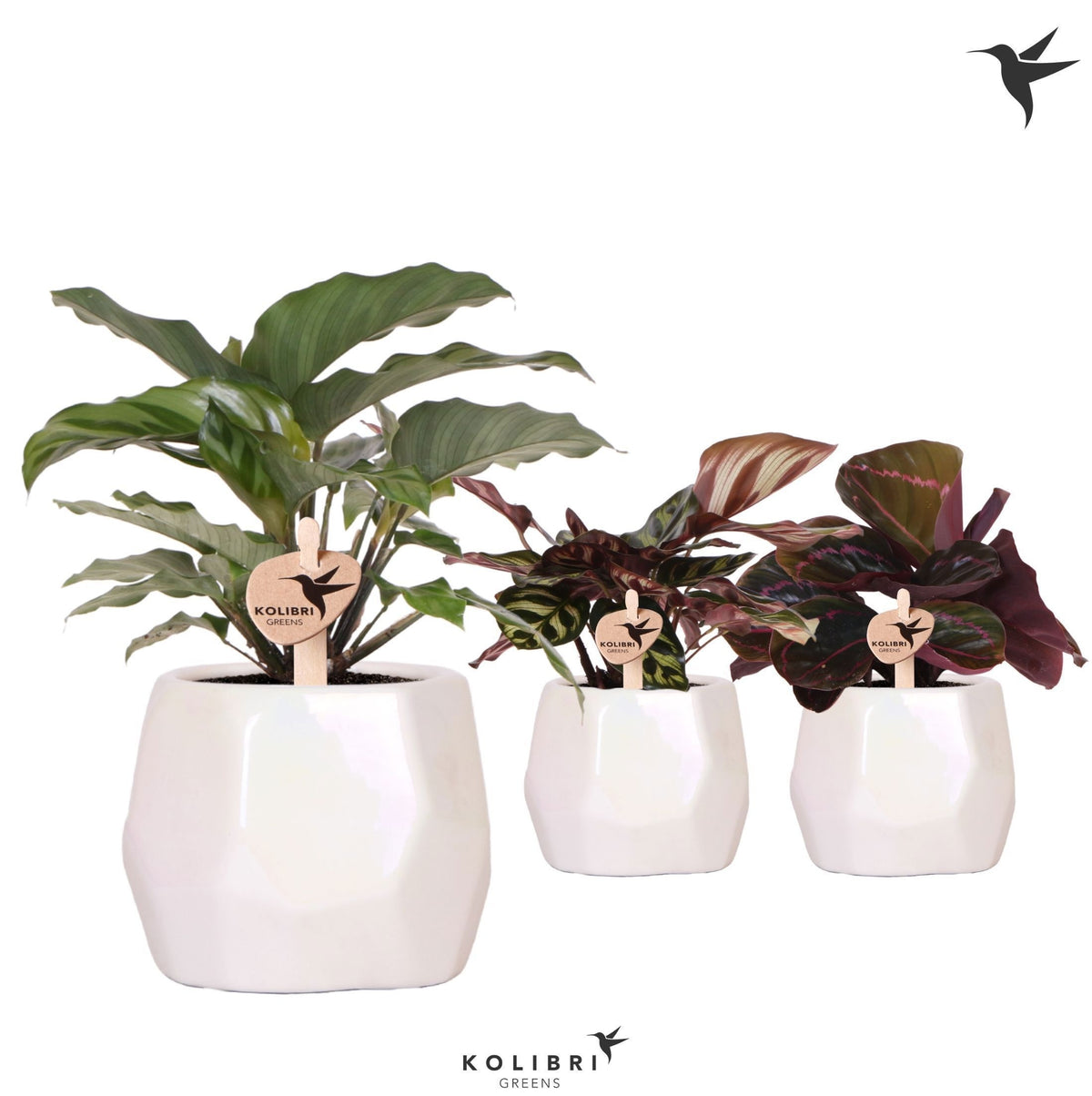 Calathea mix 23cm 9cm Pot