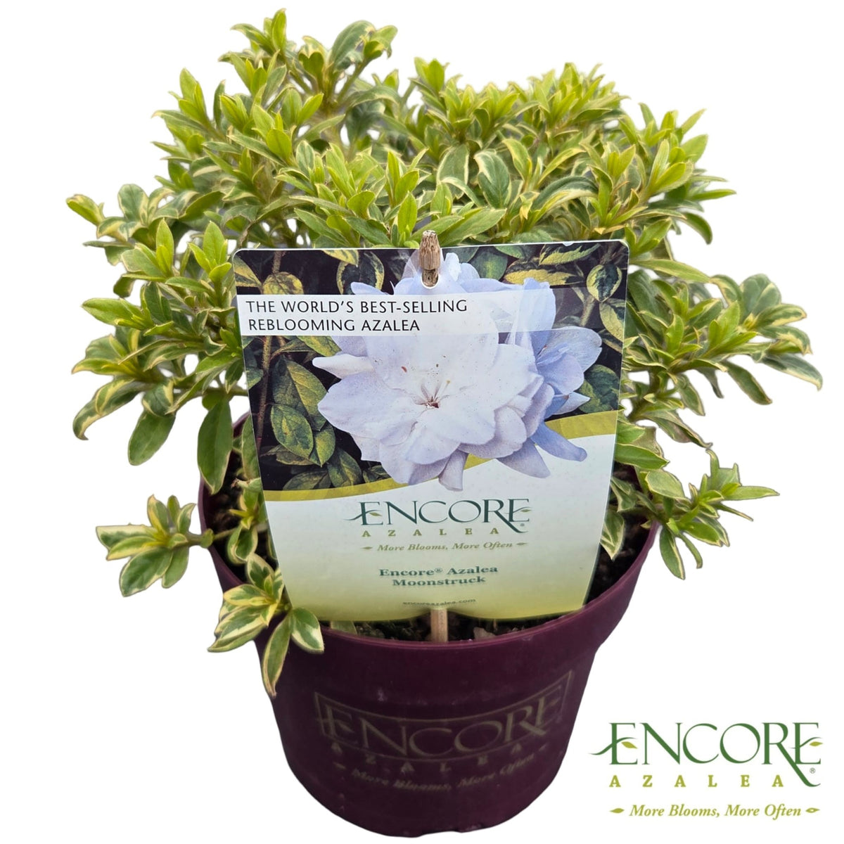 Rhododendron Encore mix 40cm 19cm Pot
