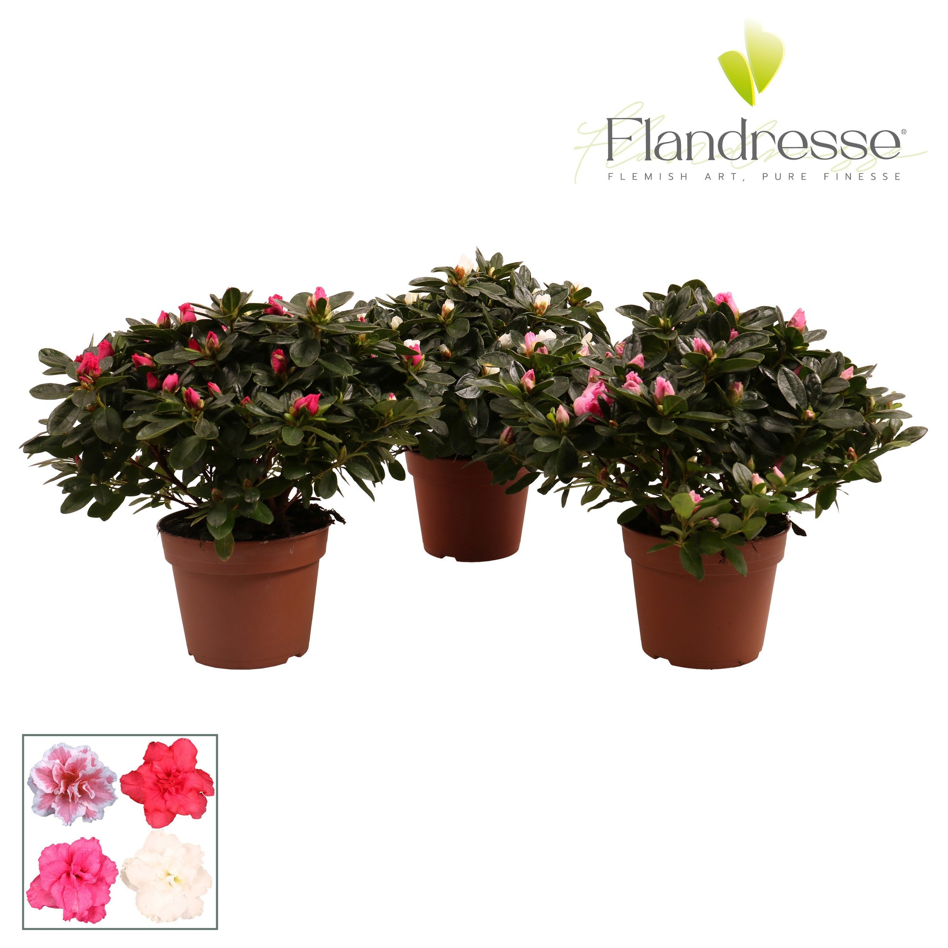 Rhododendron simsii mix 30cm 14cm Pot