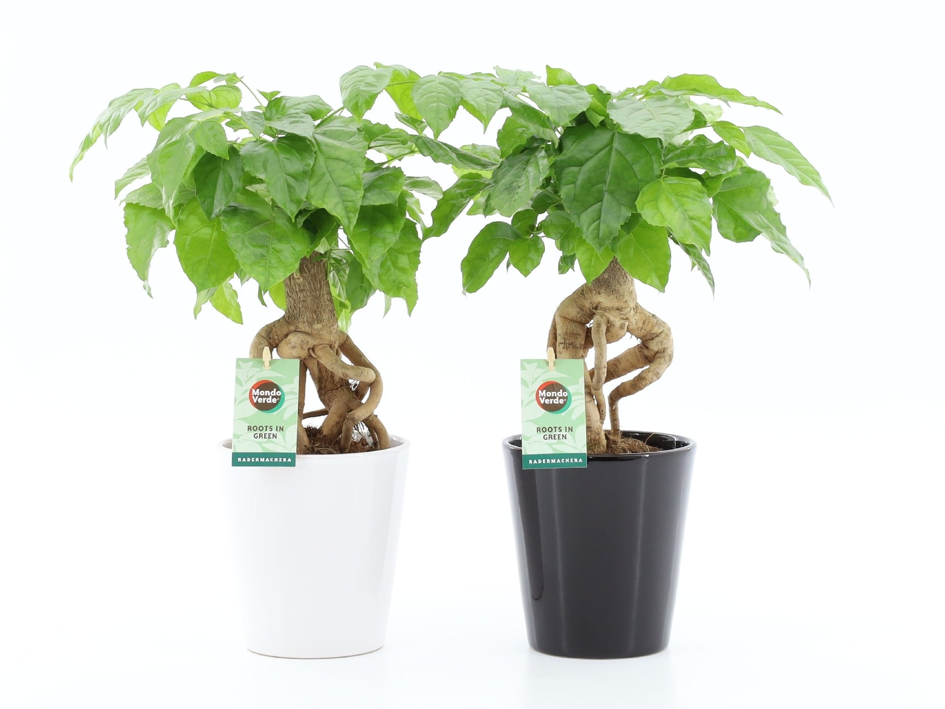 Radermachera sinica 30cm 13cm Pot
